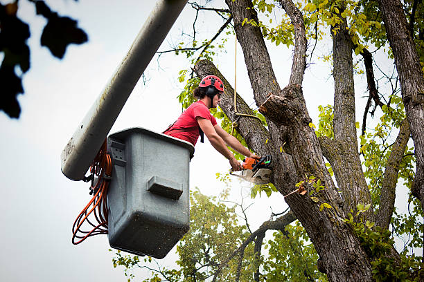 How Our Tree Care Process Works  in Searles Valley, CA